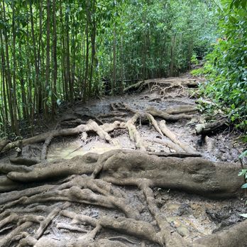 Pu'u Pia Trail - Muddy!!!! - Hiking Near Me - Honolulu, Hawaii