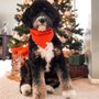 Photo of Haute Dog Spa