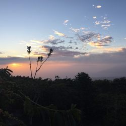 Shim Coffee Farm