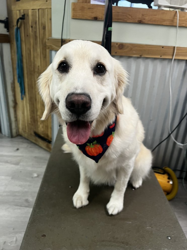 MAMA MIA’S PET GROOMING Updated July 2024 Colorado Springs