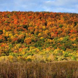 Tinker Falls - fall foliage