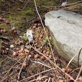 Wicked Tick - A fallen BTM nest, even in early spring these should be handled carefully! - Pest Control Near Me