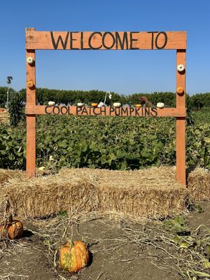 Cool Patch Pumpkins by null