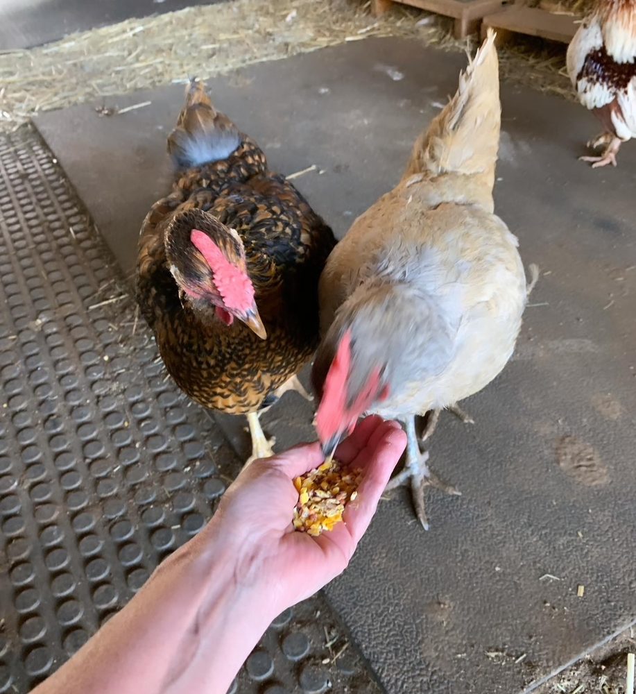 Rocky Top Pet Services - pet boarding facility in Friendsville, TN