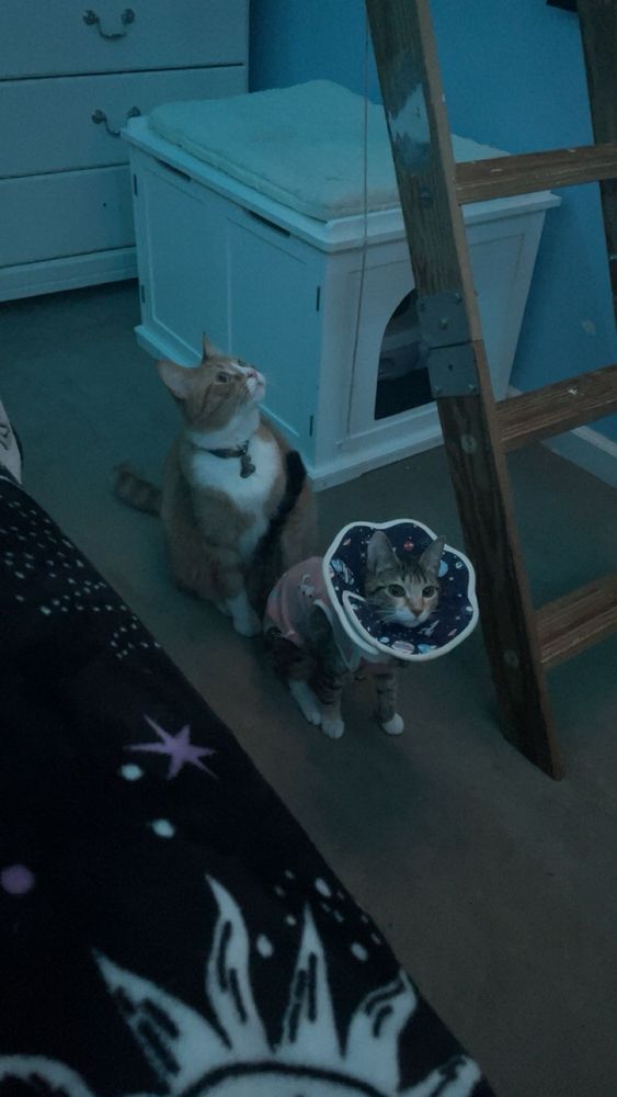 PETICOTE VETERINARY CLINIC Updated July 2024 22 Reviews 221