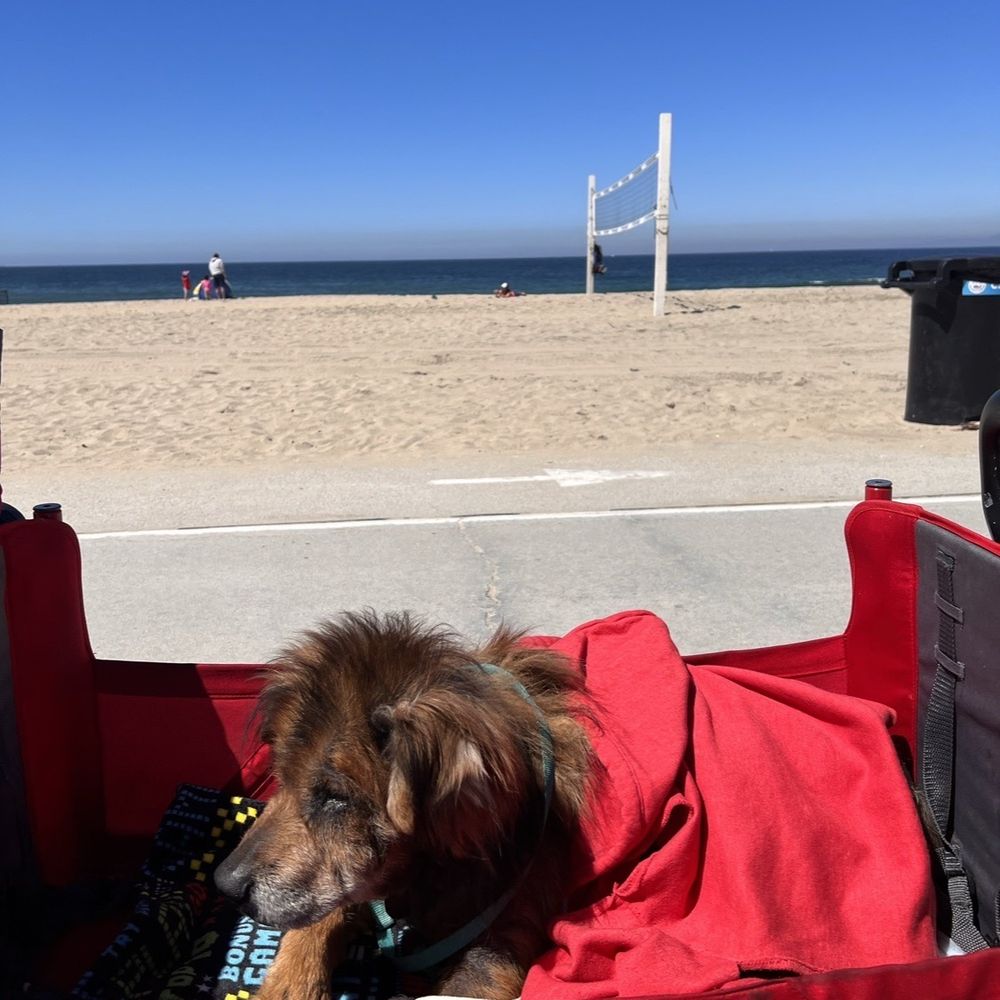 Dog at beach Dog at beach