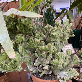 Upland Nursery - Nurseries & Gardening Near Me - Orange, California Upland Nursery - Nurseries & Gardening Near Me - Orange, California