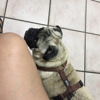 Eureka Animal Clinic - He doesn't like going to the vet lol - Veterinarians Near Me - Miami, Florida Eureka Animal Clinic - He doesn't like going to the vet lol - Veterinarians Near Me - Miami, Florida