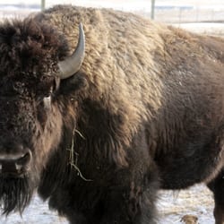 CRMR at home - CRMR bison from the ranch