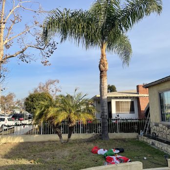 Jimmie's Tree Service - Big palm tree looking amazing after the trim ! - Tree Services Near Me Jimmie's Tree Service - Big palm tree looking amazing after the trim ! - Tree Services Near Me