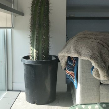 Francis's Cactus Succulents - $80 Saguaro - Nurseries & Gardening Near Me - Los Angeles, California Francis's Cactus Succulents - $80 Saguaro - Nurseries & Gardening Near Me - Los Angeles, California