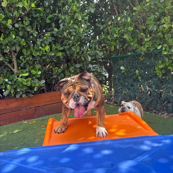 Doggies Gone Wild - Pet Sitting Near Me - Miami, Florida Doggies Gone Wild - Pet Sitting Near Me - Miami, Florida