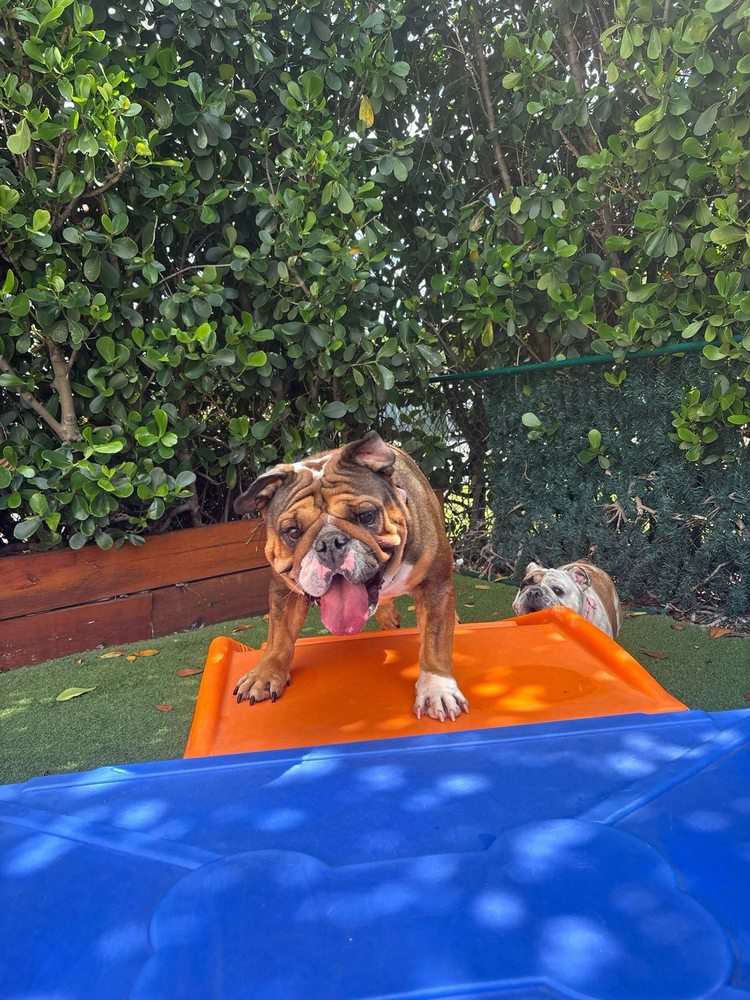 Doggies Gone Wild Image