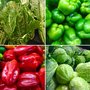 Photo of Curb Produce