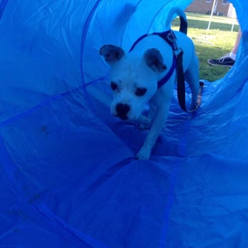 Discover Pet Training - Pet Training Near Me Discover Pet Training - Pet Training Near Me