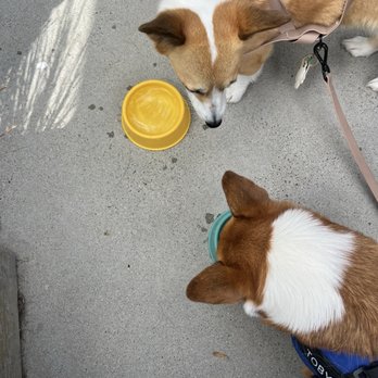 Gravity Heights - Mission Valley - Water bowls for the corgis - Breakfast & Brunch Near Me - San Diego, California