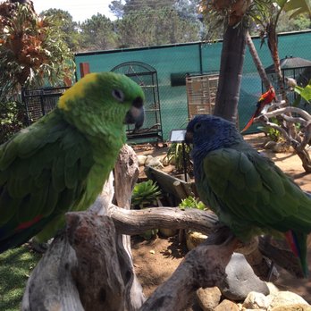 Free Flight - Buddies forever - Animal Shelters Near Me - Del Mar, California Free Flight - Buddies forever - Animal Shelters Near Me - Del Mar, California