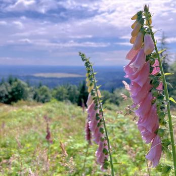 Poo Poo Point - Hiking Near Me - Issaquah, Washington