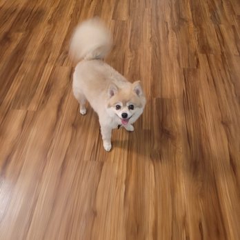 Doggie Dos - Doggie's Do's have been caring for my baby Jackson for the 2 years I have had him and I love the cuts. So does he. - Pet Groomers Near Me - La Mesa, California Doggie Dos - Doggie's Do's have been caring for my baby Jackson for the 2 years I have had him and I love the cuts. So does he. - Pet Groomers Near Me - La Mesa, California