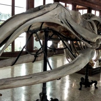 Museo Zoologico - The base form of... - Museums Near Me - Naples, NA