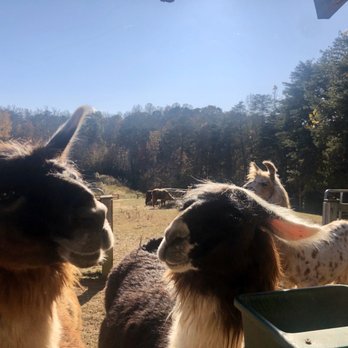 Divine Llama Vineyard - Wineries Near Me - East Bend, North Carolina