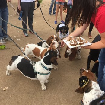 Biscotti Hound Dog Biscuit Bakery - Pet Stores Near Me - Denver, Colorado