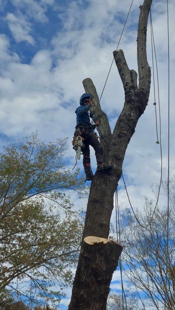 Knightly Arbor - tree service in Benton, AR