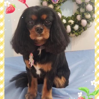 New Breeze Dog Salon - April 2019 groom - Pet Groomers Near Me - Honolulu, Hawaii