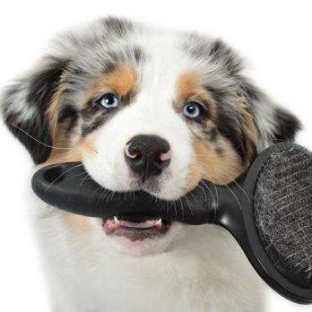 Dapper Dog - Photo - Pet Groomers Near Me - Port Coquitlam, British Columbia
