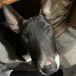 Romeo's Pad - Lily thanks you!