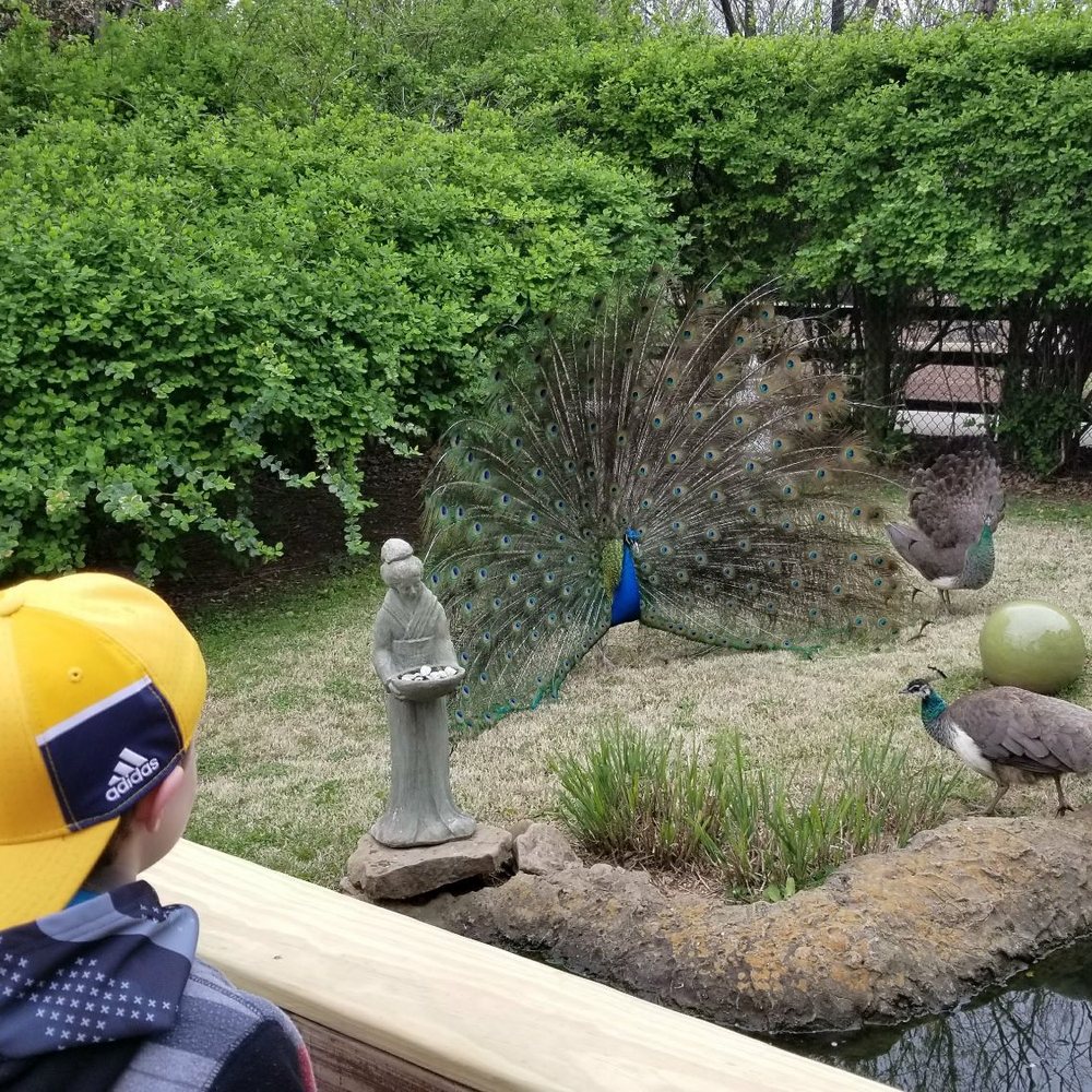 Chattanooga Zoo At Warner Park - I'd never seen peacocks with their feathers out like this. It was hypnotic to watch. #gopreds - Amusement Parks Near Me - Chattanooga, Tennessee