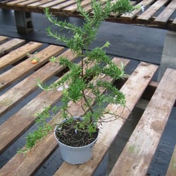 Guerin Nurseries - Meet Rosemary.