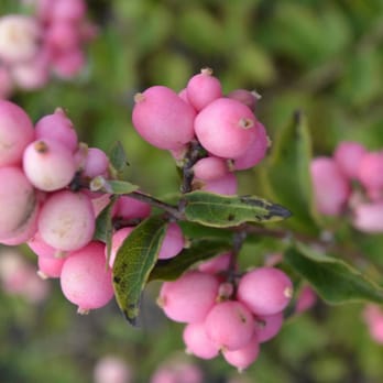 ArborVantage Tree Care - One of the many shrubs available - Tree Services Near Me - Milladore, Wisconsin