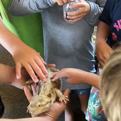 Gavin’s House Of Reptiles - Bearded dragon