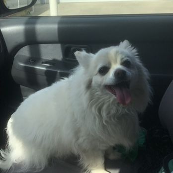 A Pet Affaire - Before the appointment. - Pet Groomers Near Me - Oxnard, California