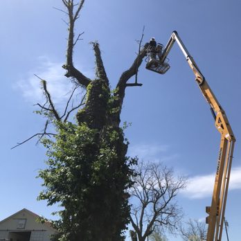 Red Squirrel Tree Services - Man lift had to be used due to the tree being so rotten - Tree Services Near Me Red Squirrel Tree Services - Man lift had to be used due to the tree being so rotten - Tree Services Near Me