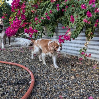 K9 Cancun - Pet Boarding Near Me - Citrus Heights, California K9 Cancun - Pet Boarding Near Me - Citrus Heights, California