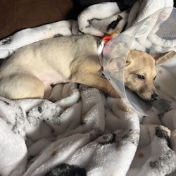 Humane Society of the Piedmont - Post op rest