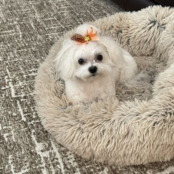 Wag-N-Tails - Pet Groomers Near Me - Las Vegas, Nevada