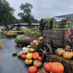Carolina Girl Gardens