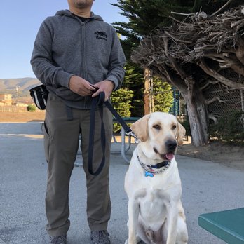 Premier Dog Academy - Pet Training Near Me Premier Dog Academy - Pet Training Near Me