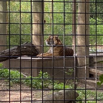 Cameron Park Zoo - 9.12.22 Tiger - Zoos Near Me - Waco, Texas Cameron Park Zoo - 9.12.22 Tiger - Zoos Near Me - Waco, Texas