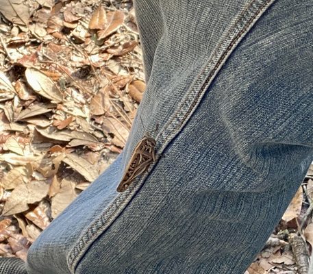 Madison Blue Spring State Park by null