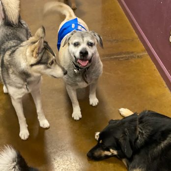 Haute Dog Pet Spa - Lil ol' man has friends now! They had to put a belt on him b/c all the males were marking, but quickly became part of the pack. - Pet Groomers Near Me - Austin, Texas Haute Dog Pet Spa - Lil ol' man has friends now! They had to put a belt on him b/c all the males were marking, but quickly became part of the pack. - Pet Groomers Near Me - Austin, Texas