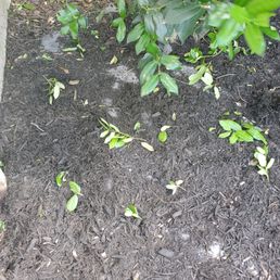 Weed barrier showing through Weed barrier showing through