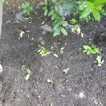 Love For Lawns Landscaping - Weed barrier showing through - Landscaping Near Me