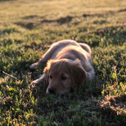 Golden retriever Golden retriever