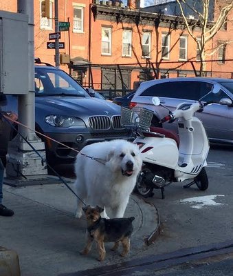 Brooklyn Cattitude & Street Strutters Pet Sitting and Dog Walking Inc.