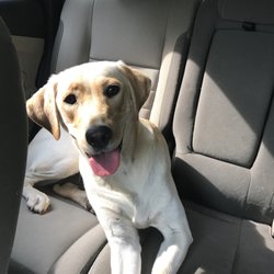 Ravenwood Boarding Kennels - Happy to see you mom but I don't really want to leave!