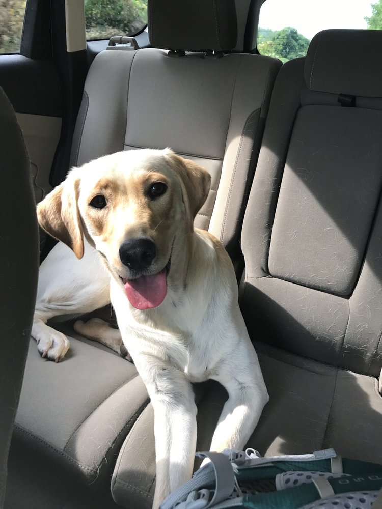 Ravenwood Boarding Kennels - pet boarding facility in Knoxville, TN